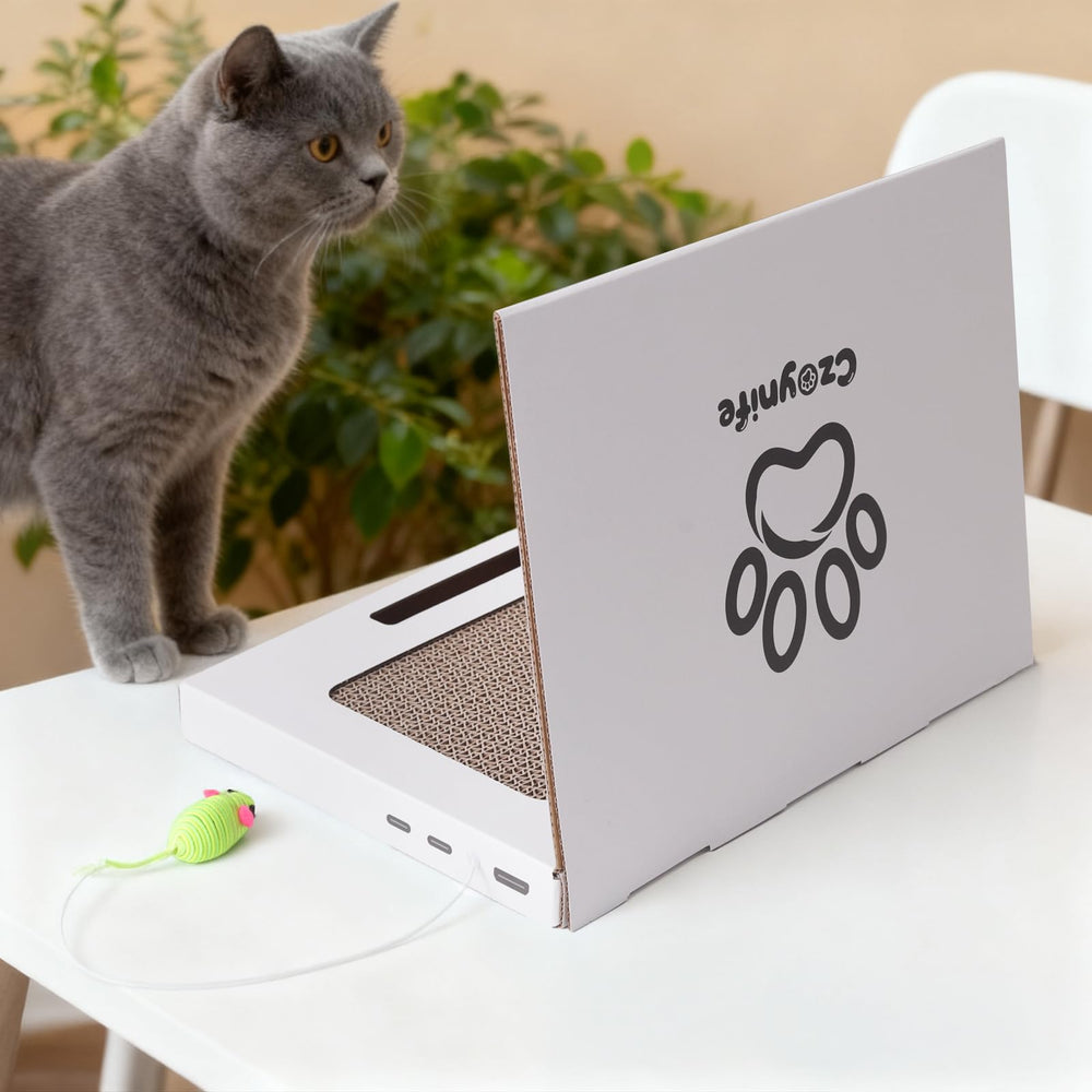 Czoynife endroit préférence-chat: placé près du lieu de repos favori pour l’interaction.