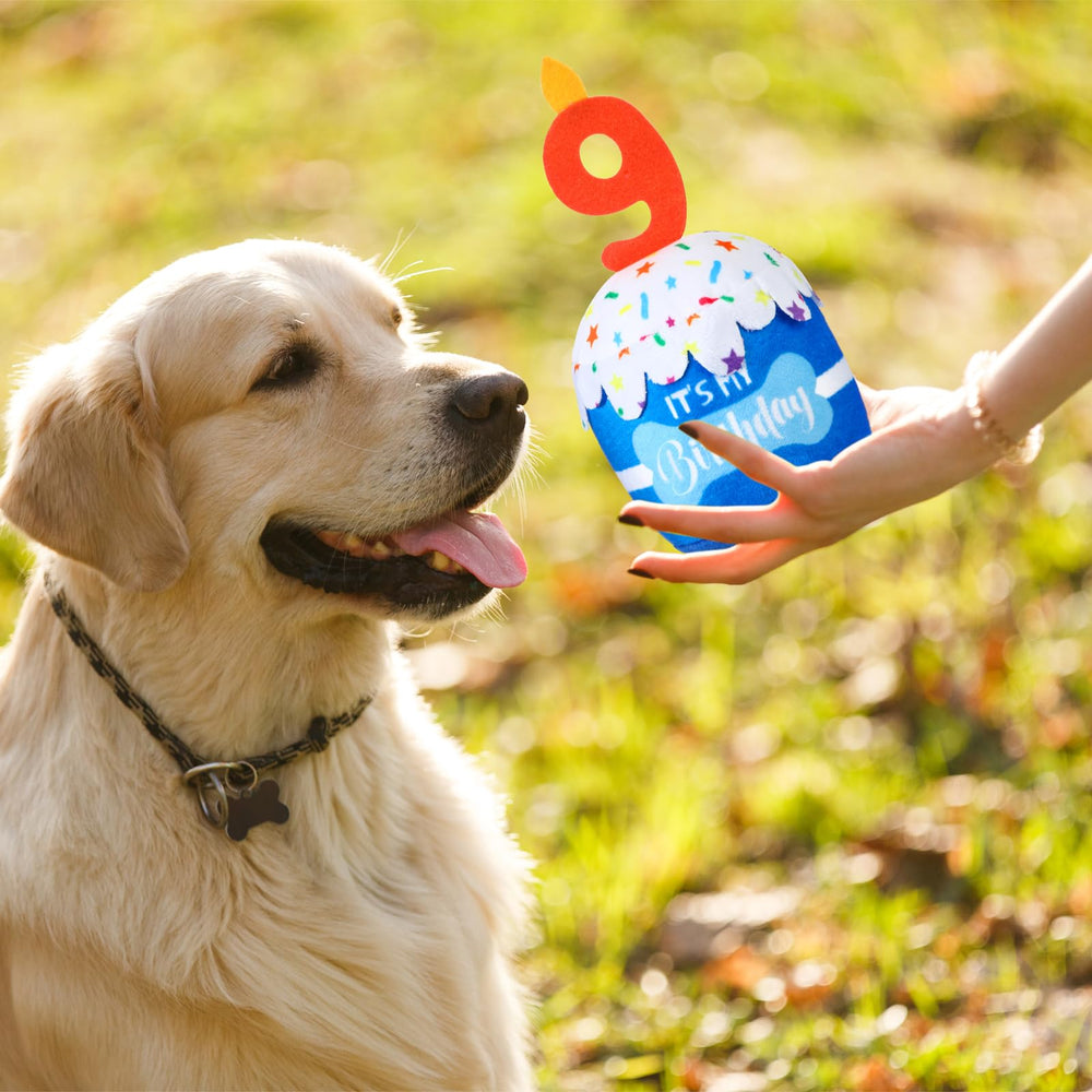 Dansydaisy cadeau peluche gâteau bleu anniversaire, idée cadeau pour chien festif.