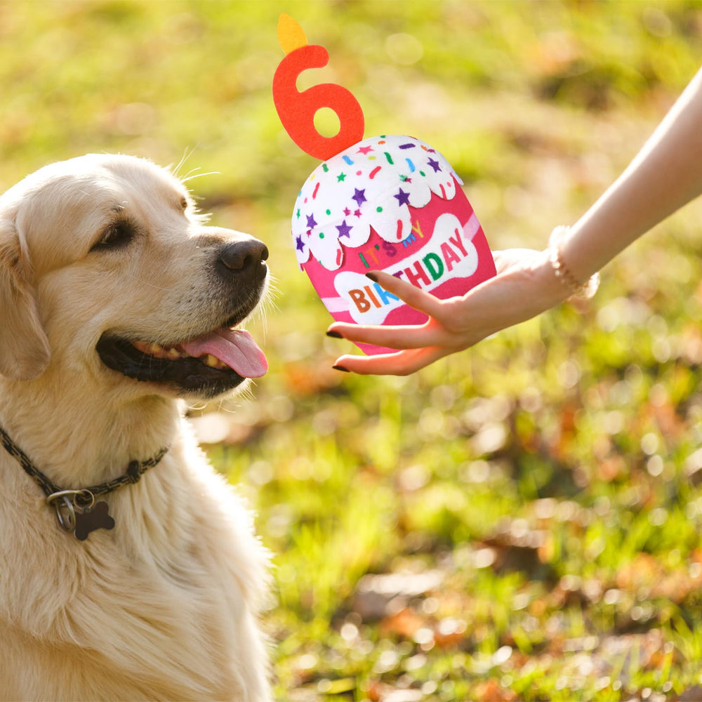 Jouet adapté à toutes tailles de chiens, Dansydaisy.