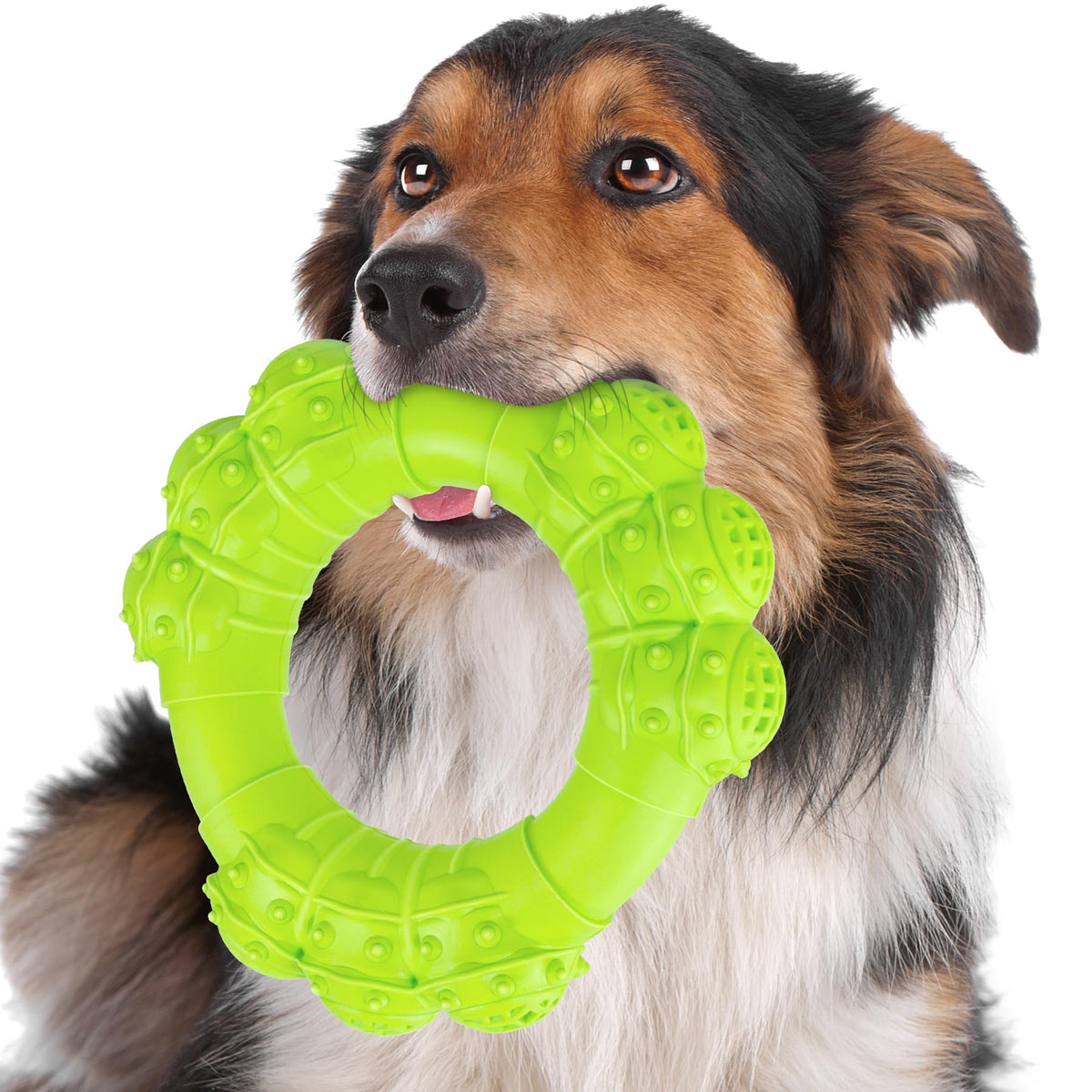 DAOZIJI Anneau incassable pour chiens puissants, résistant à la mastication.