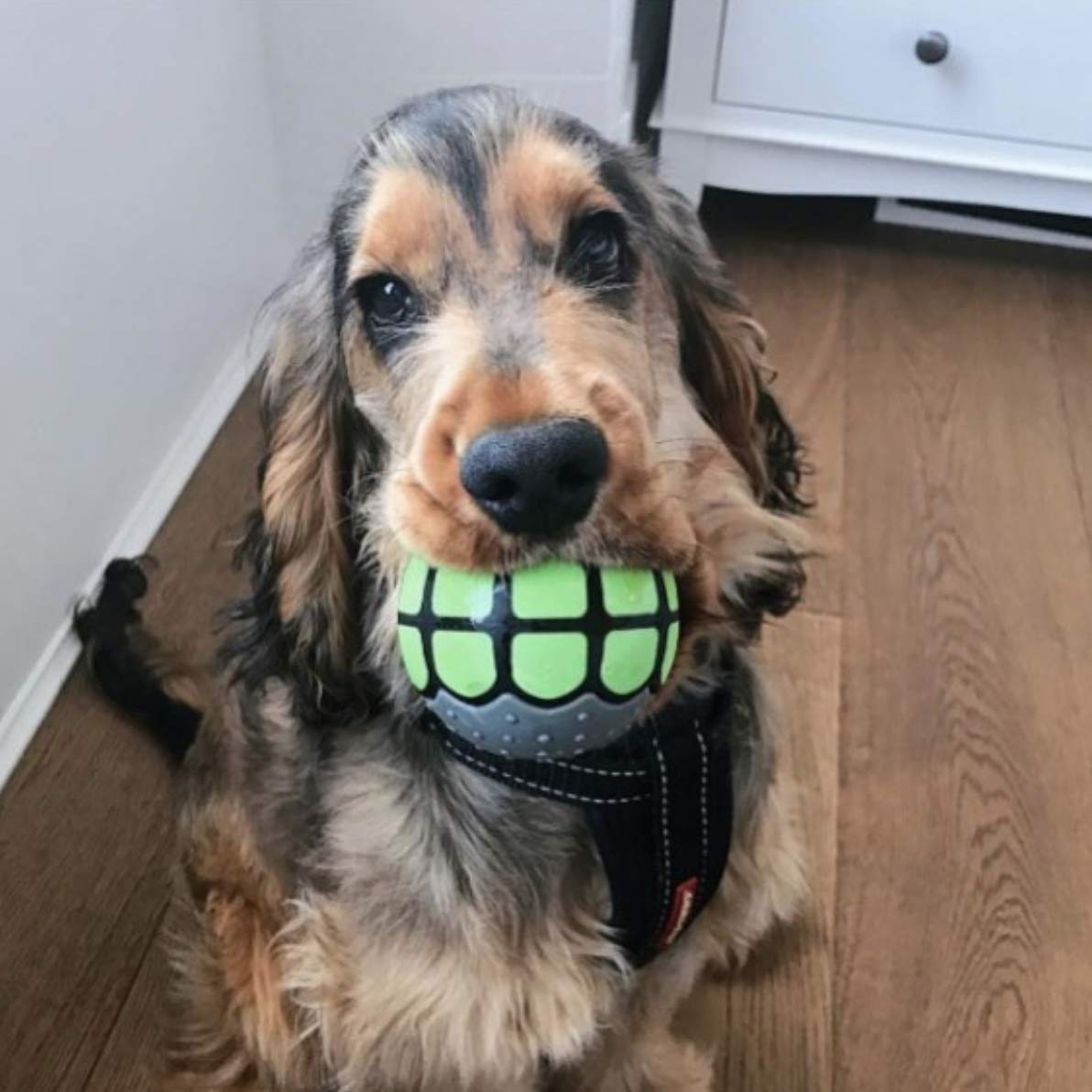 Balle de 3 pouces Dawg Grillz offrant un rebond élevé pour chiens moyens et grands.