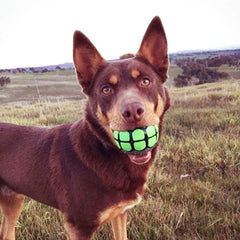 Balle Dawg Grillz flottante à utiliser dans l'eau et les jeux de piscine.