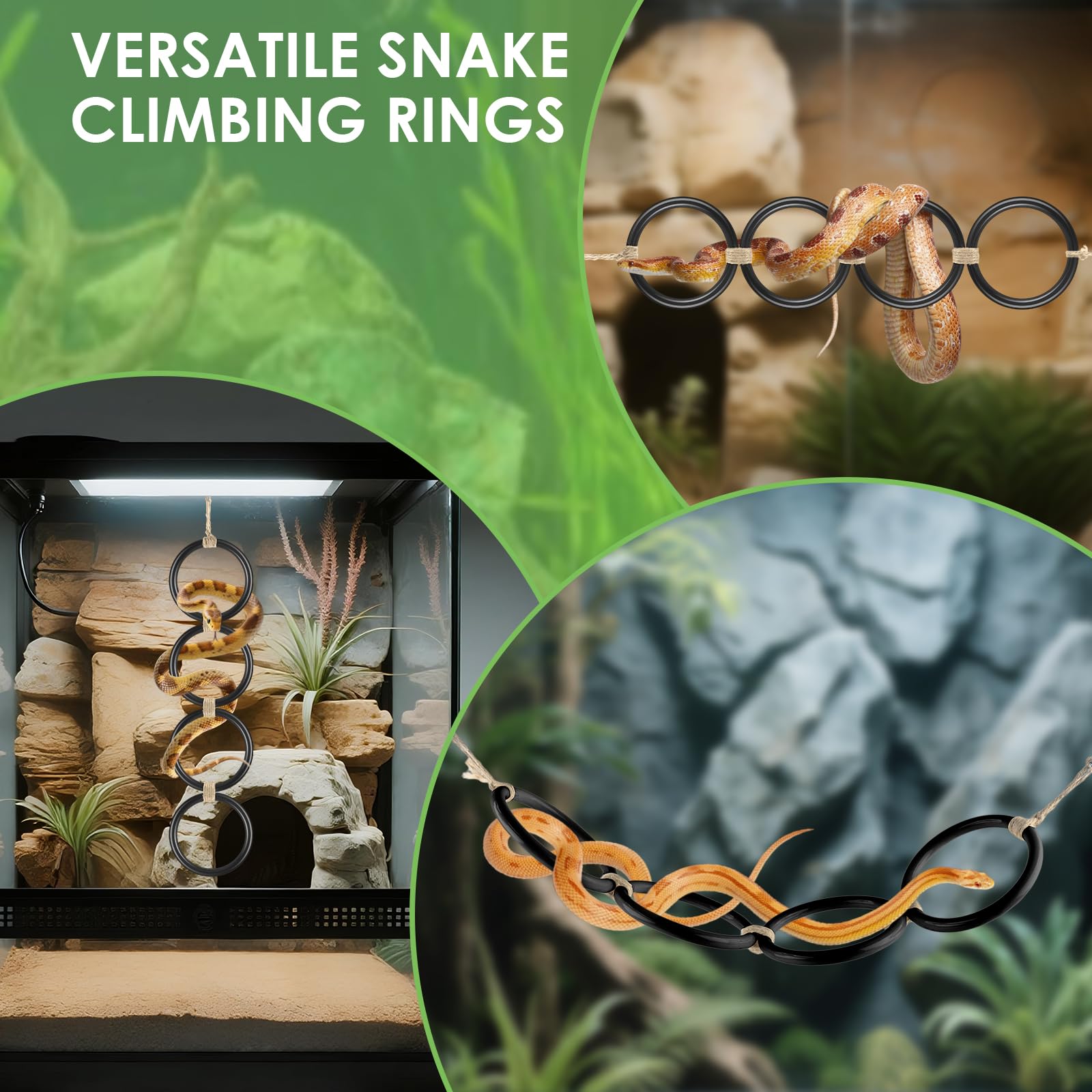 DBNESS configuration croisée offre des parcours diversifiés pour reptiles actifs.