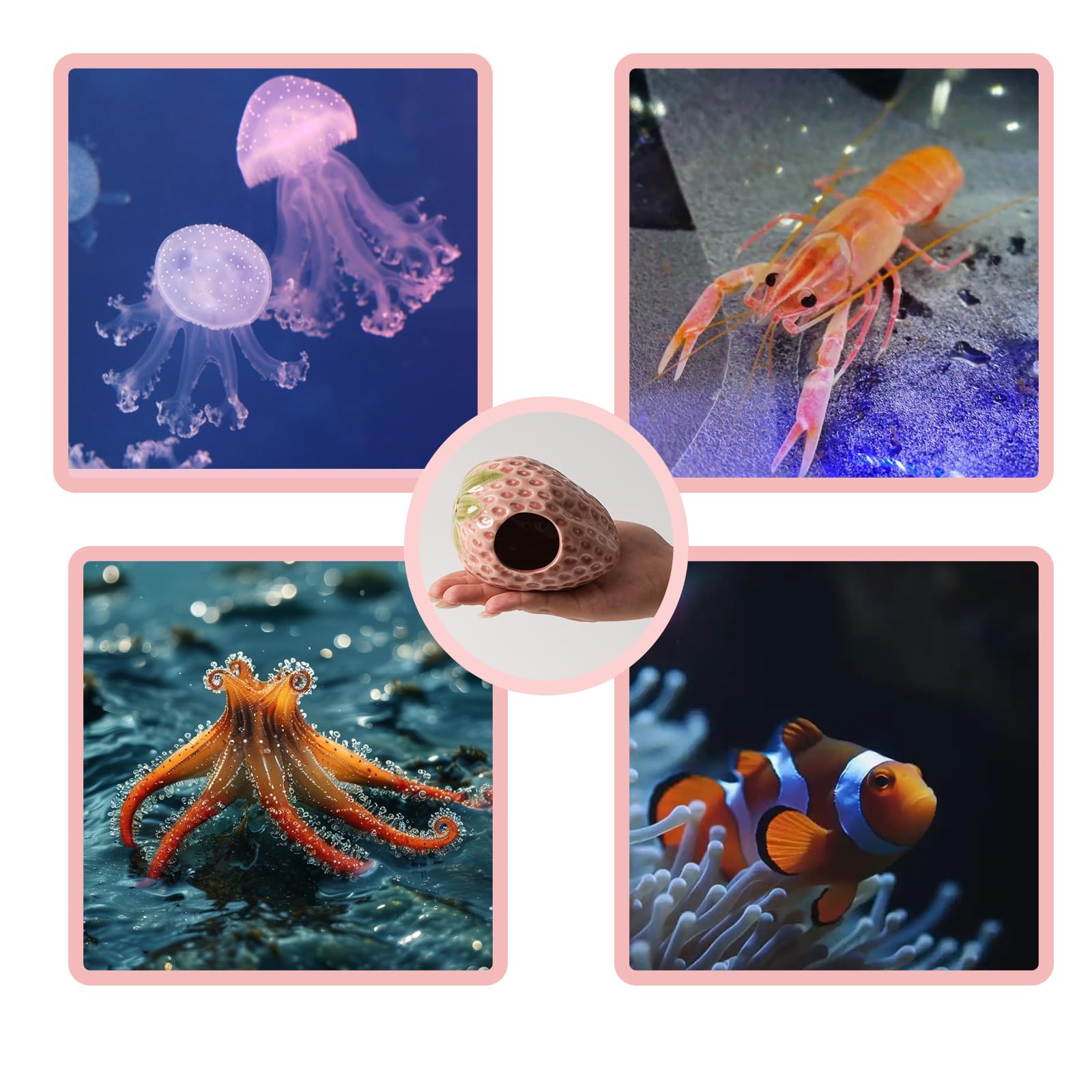 Deapeey habitat crevettes-betta: abri et repaire dans le bac