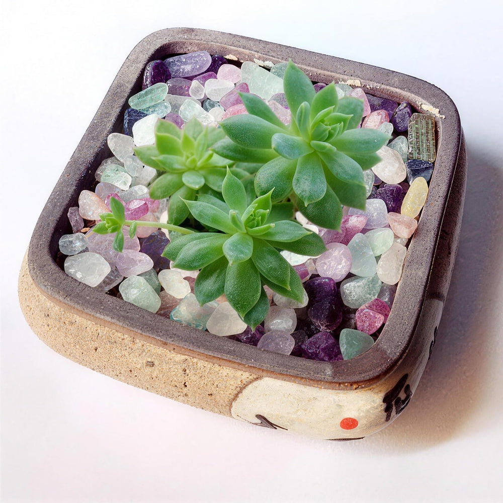 DEEDOCHY pierres pour plantes succulentes, apportant couleur et style.