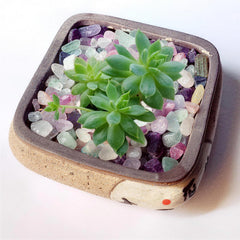 DEEDOCHY pierres pour plantes succulentes, apportant couleur et style.