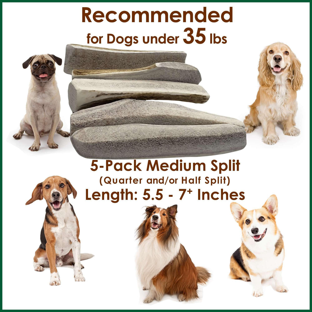 Deluxe Naturals: chien en train de mâcher une corne de cerf.