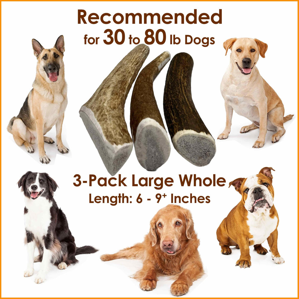 Deluxe Naturals: chien heureux avec une corne d'elan en bouche.