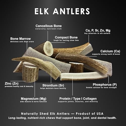 Deluxe Naturals corne elan tranche moyenne exposition en gros plan pour mâcher durablement.