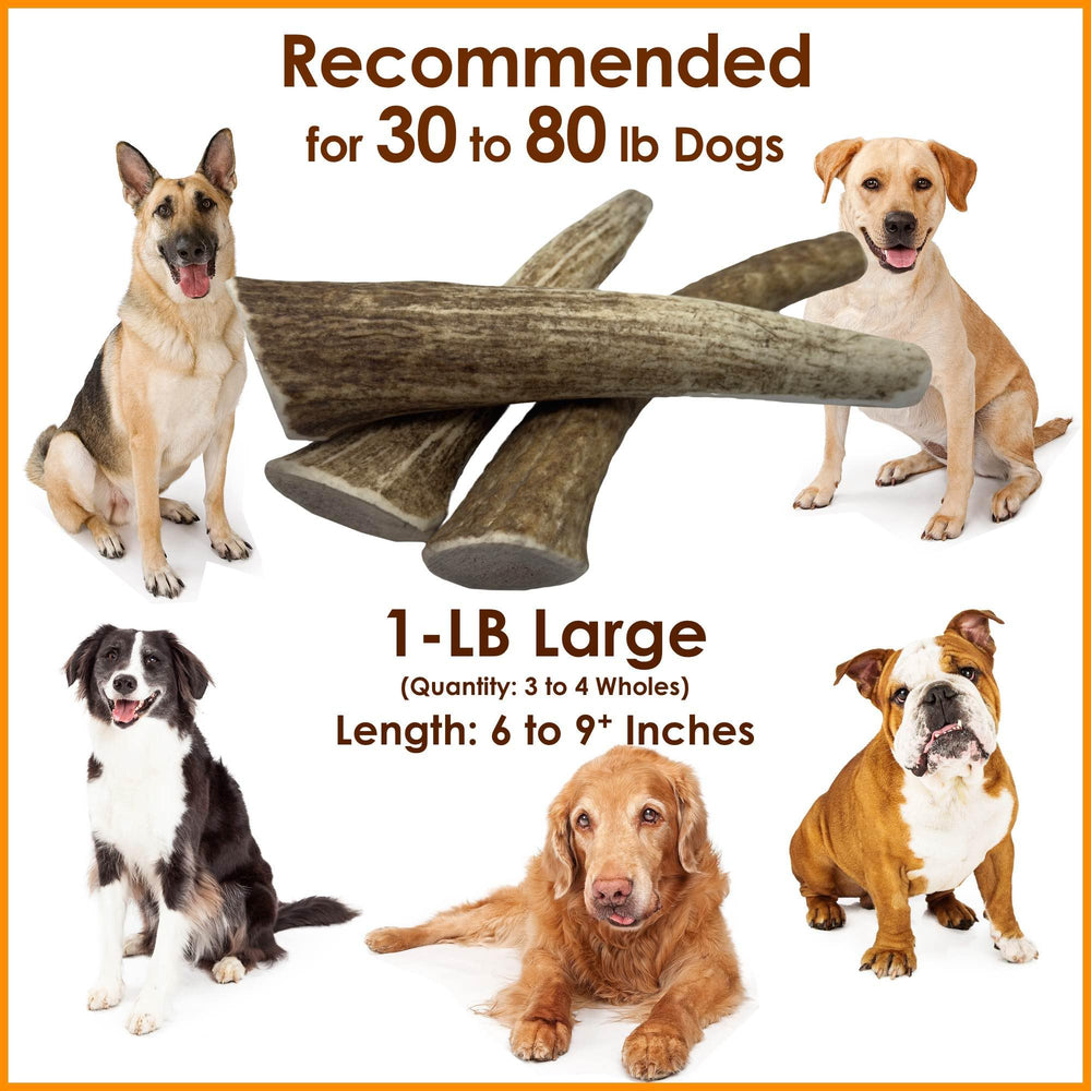 Deluxe Naturals illustre une mastication longue durée pour chiens actifs.