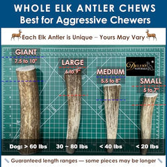 Deluxe Naturals, mordillage robuste elan, idéal pour chiens actifs.