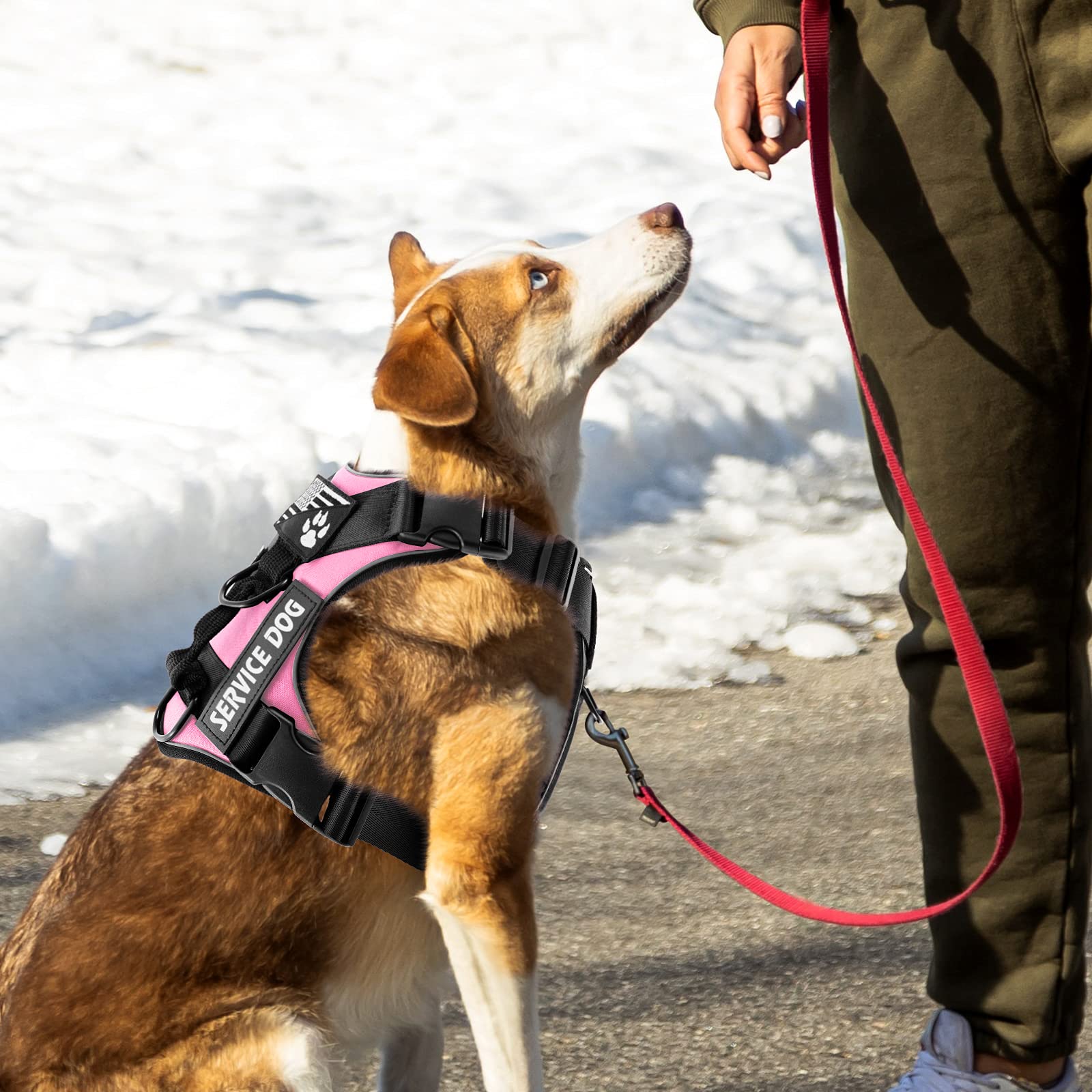 Doublure en maille intérieure respirante pour le confort quotidien du chien.