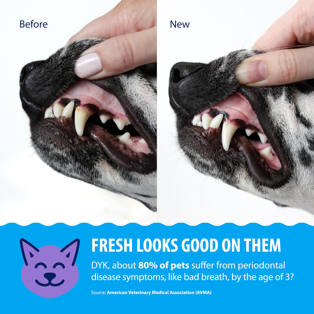 Dental Fresh – eau sans goût pour une hydratation neutre et efficace