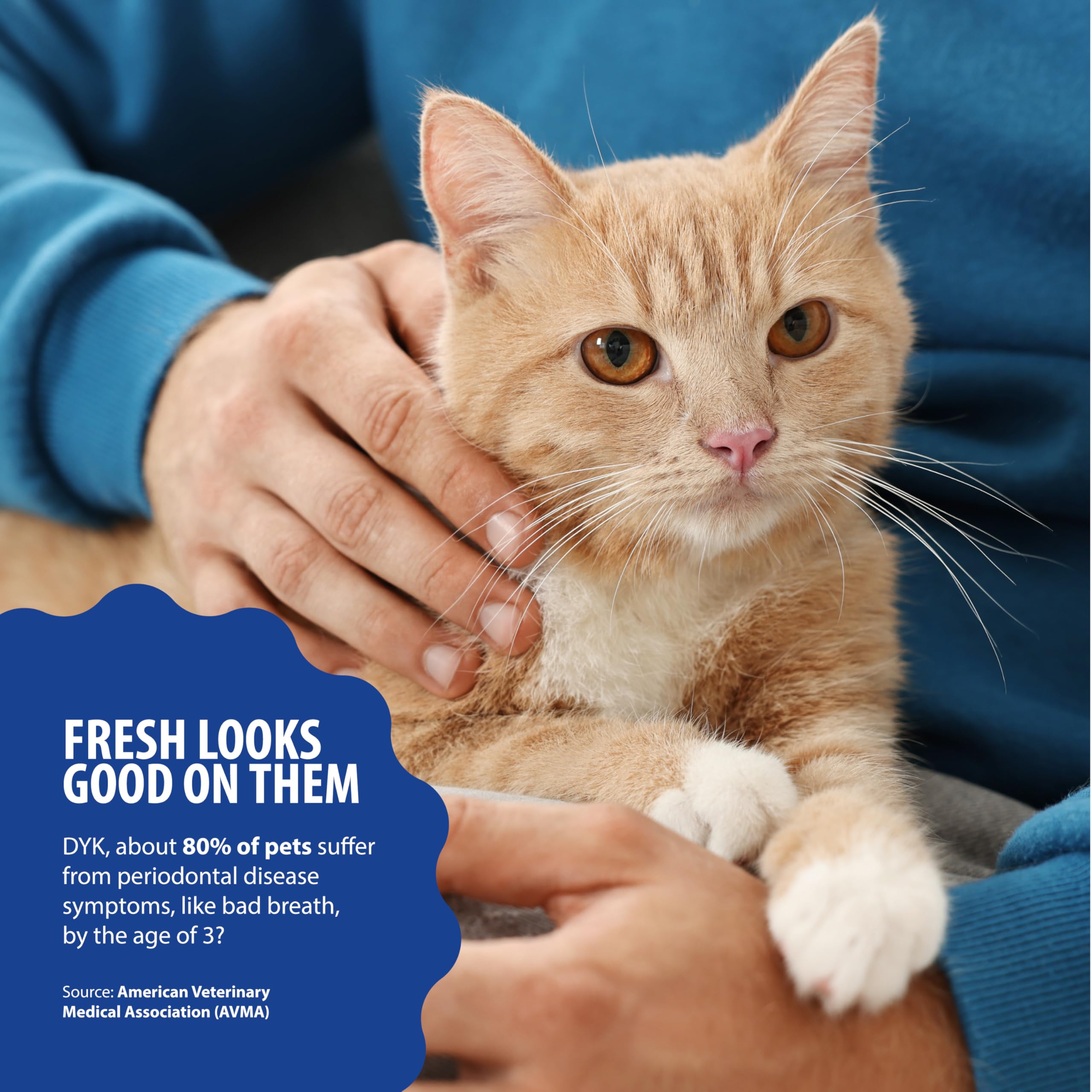 Goût thon Dental Fresh attire les chats lors de l’hydratation.