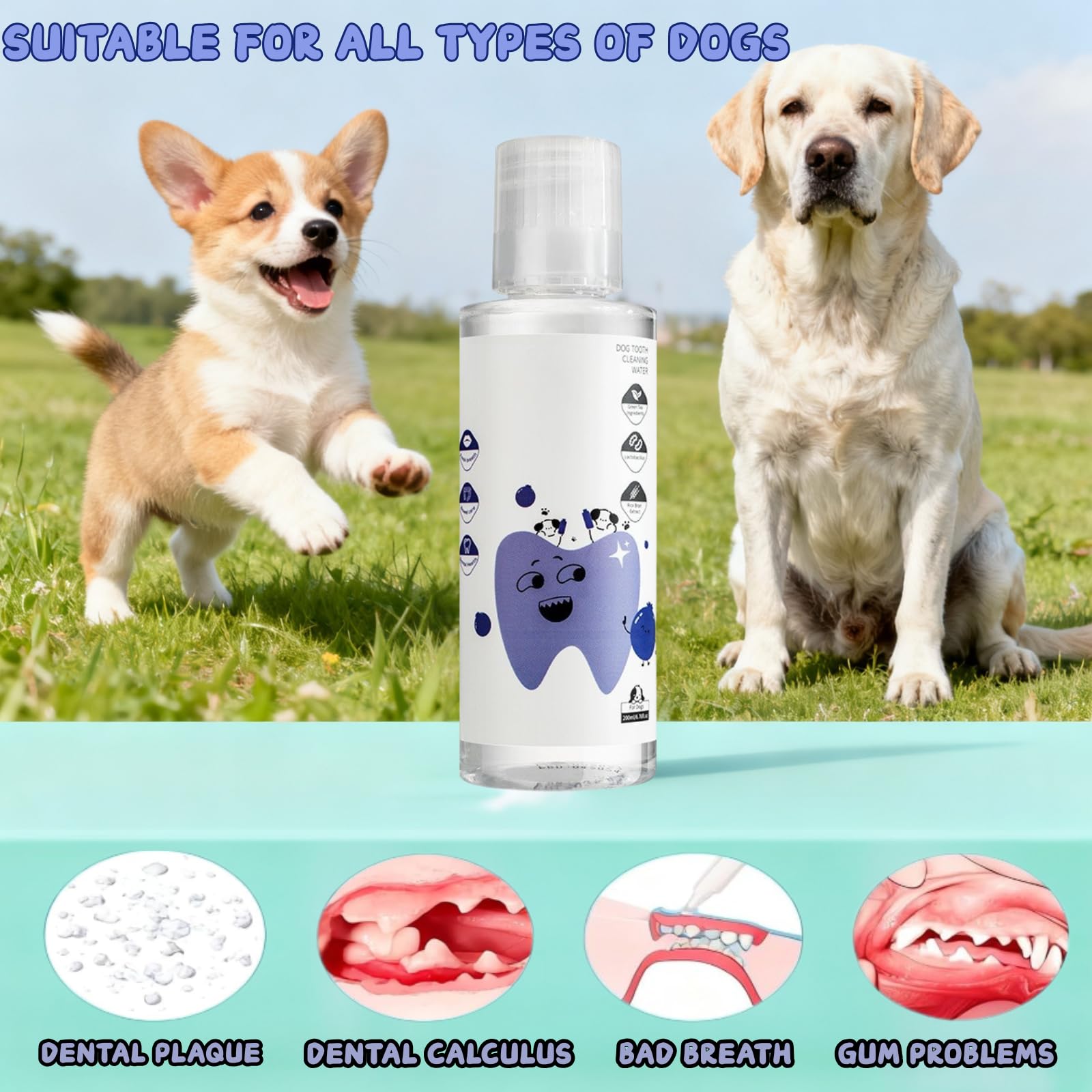 Dental Plus: ajout d’eau sans odeur, utilisation simple.