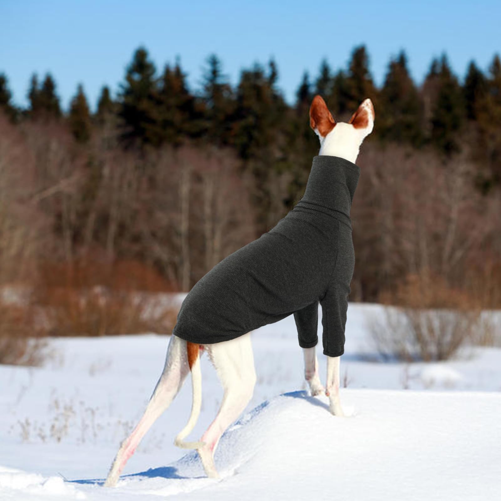 Pull DENTRUN pour chien, confort nocturne et repos doux
