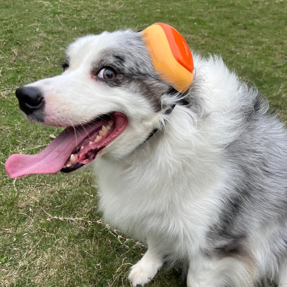 derYEP protections-oreilles chien-gen2-etui-eva : transport pratique dans l’étui EVA.