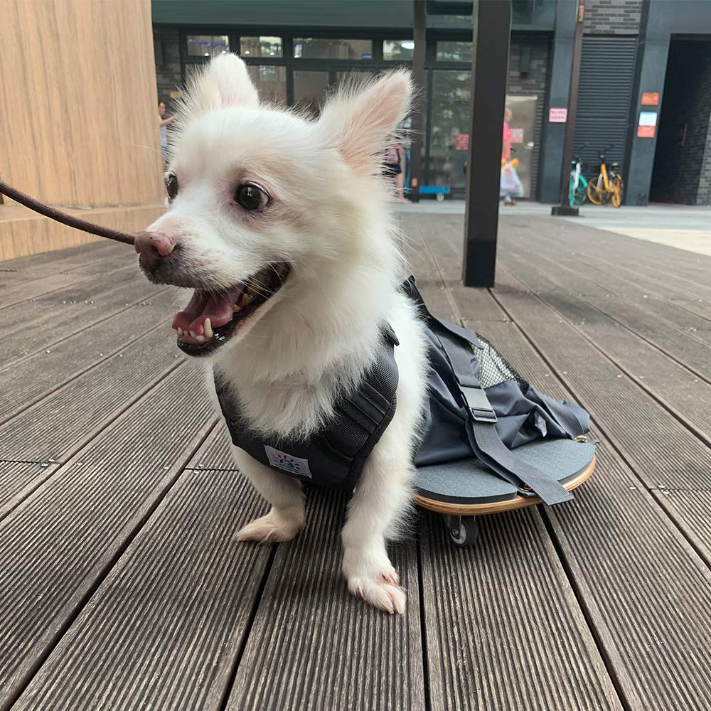 derYEP repos rapide, le chien se détend sans quitter le scooter.