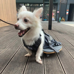 derYEP scooter pour chien paralysé - vue arrière, accès facilité et sécurité