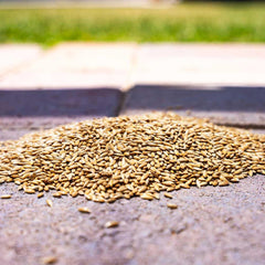 Desert Valley Supply – gros plan sur grains naturels et nutritifs pour les oiseaux.