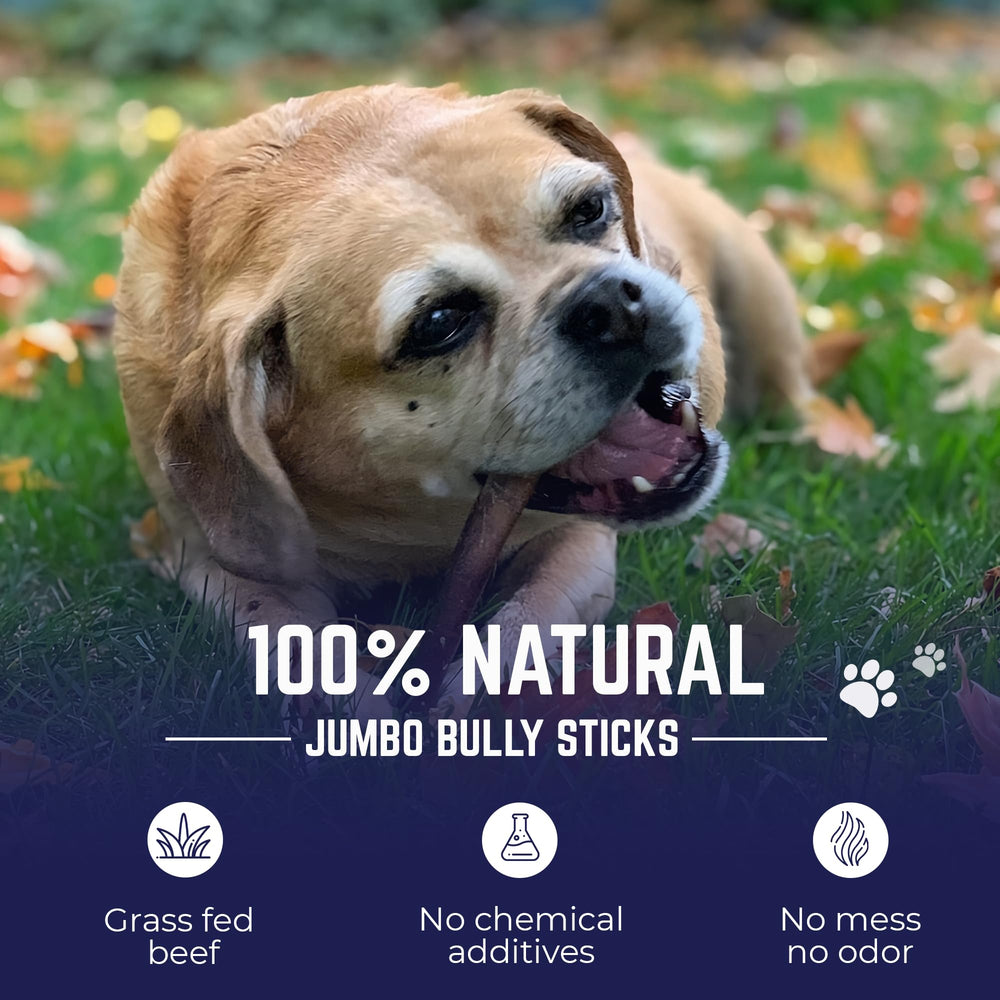 Devil Dog batons jumbo 12 po, texture epaisse pour mastication prolongée.