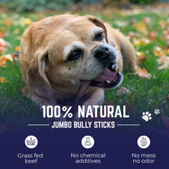 Devil Dog Pet Co - bâtons épais 12 pouces en pizzle de bœuf, idéal pour gros chiens