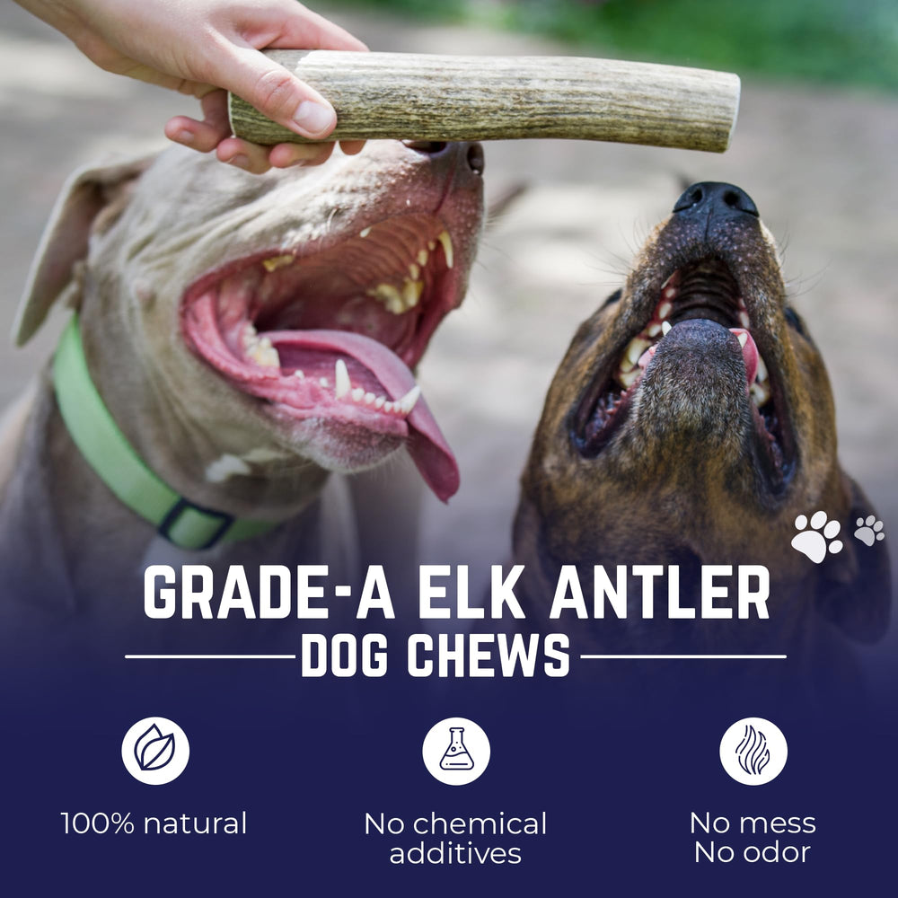 Devil Dog Pet Co corne d’élan jumbo utilisée quotidiennement pour mastiquer.