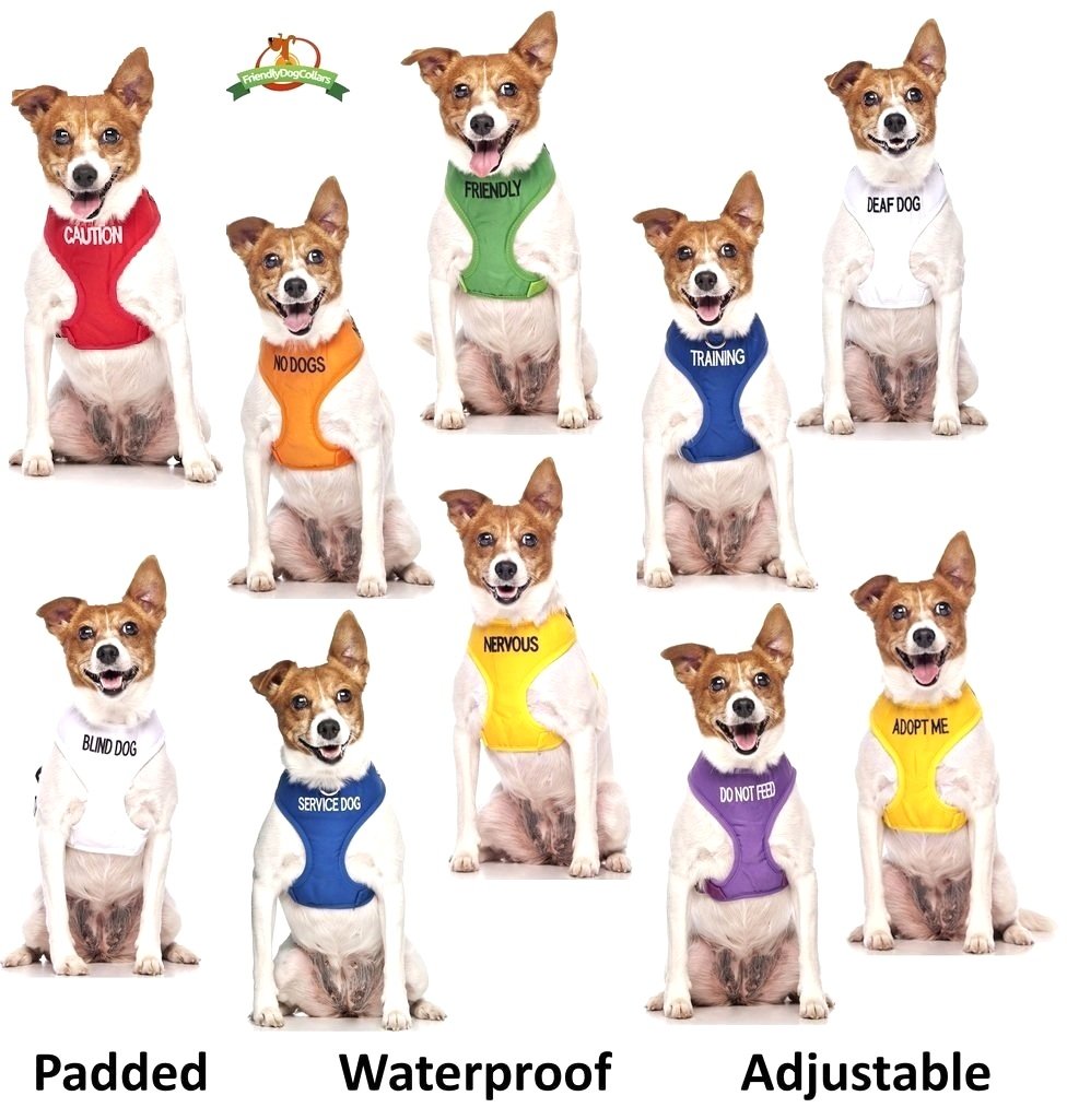 Dexil Adopt Me jaune, avertissements colorés pour calmer les sorties avec d'autres chiens.