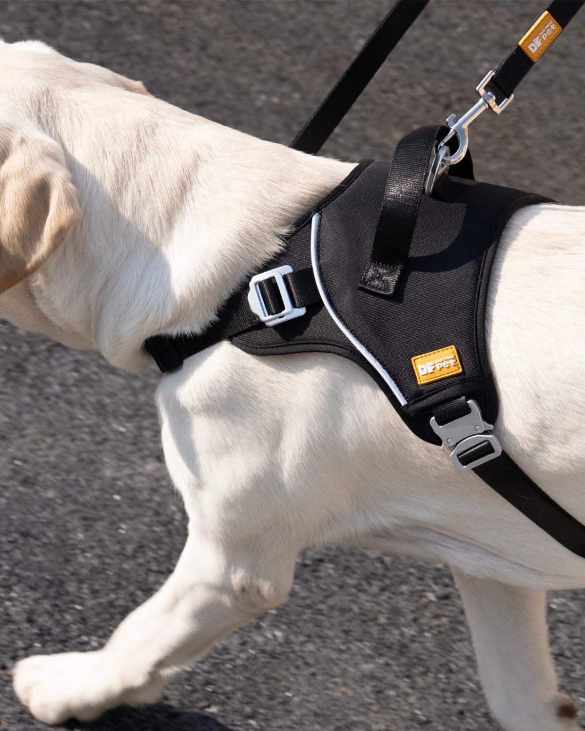 DF harnais utilisation extérieure idéal pour promenades et entraînement.