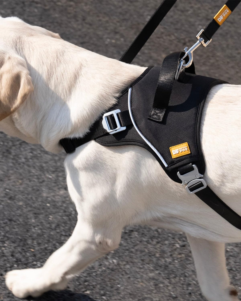 DF harnais utilisation extérieure idéal pour promenades et entraînement.