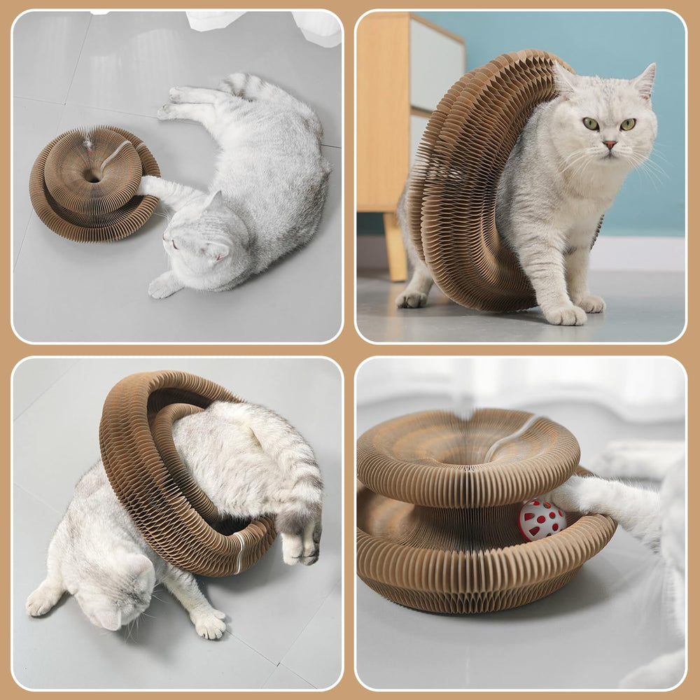 Kitty Kurlz utilisation accordéon: configurations variées pour jeux et détente