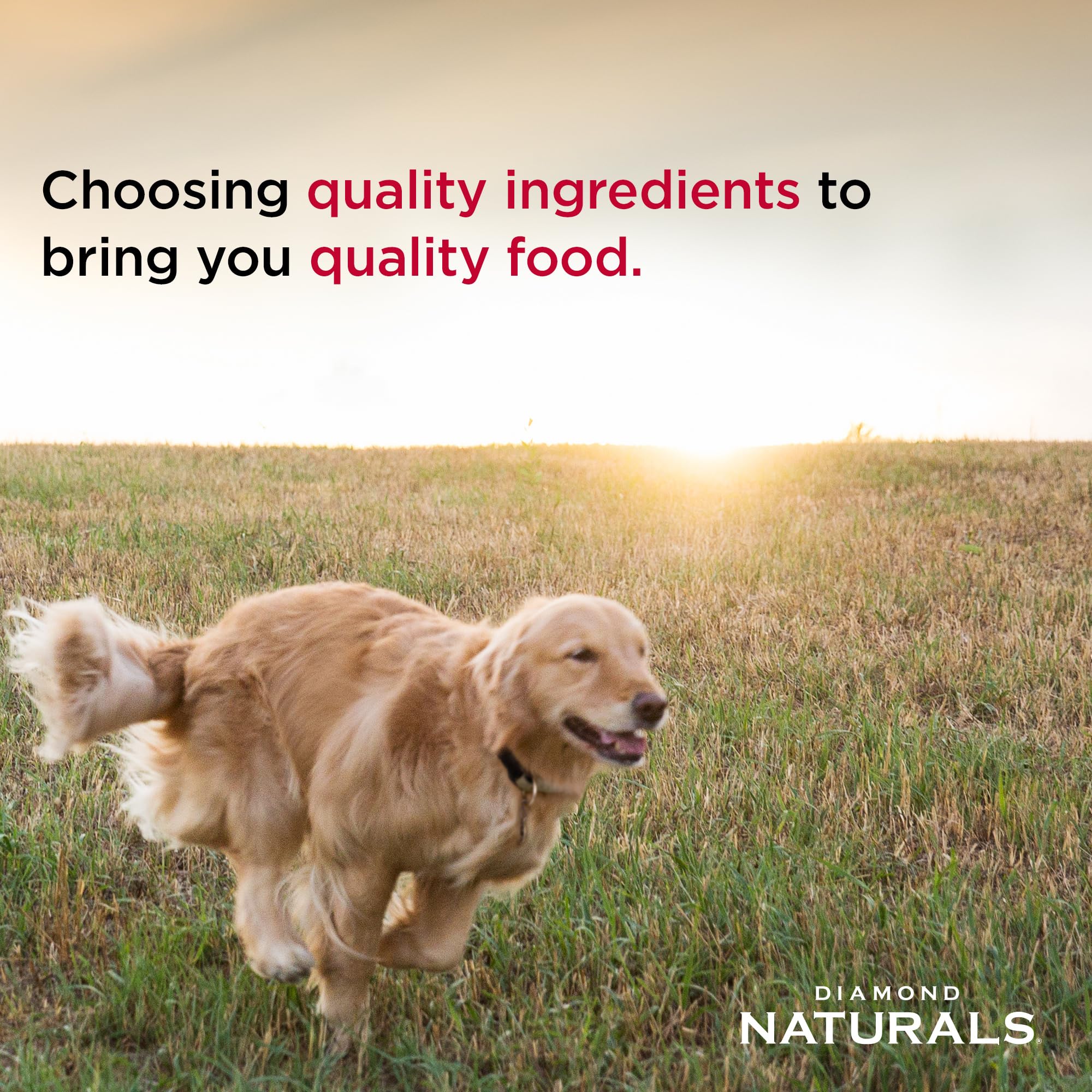 DIAMOND NATURALS Poulet Diner – repas équilibré soutenant muscles et énergie naturelle