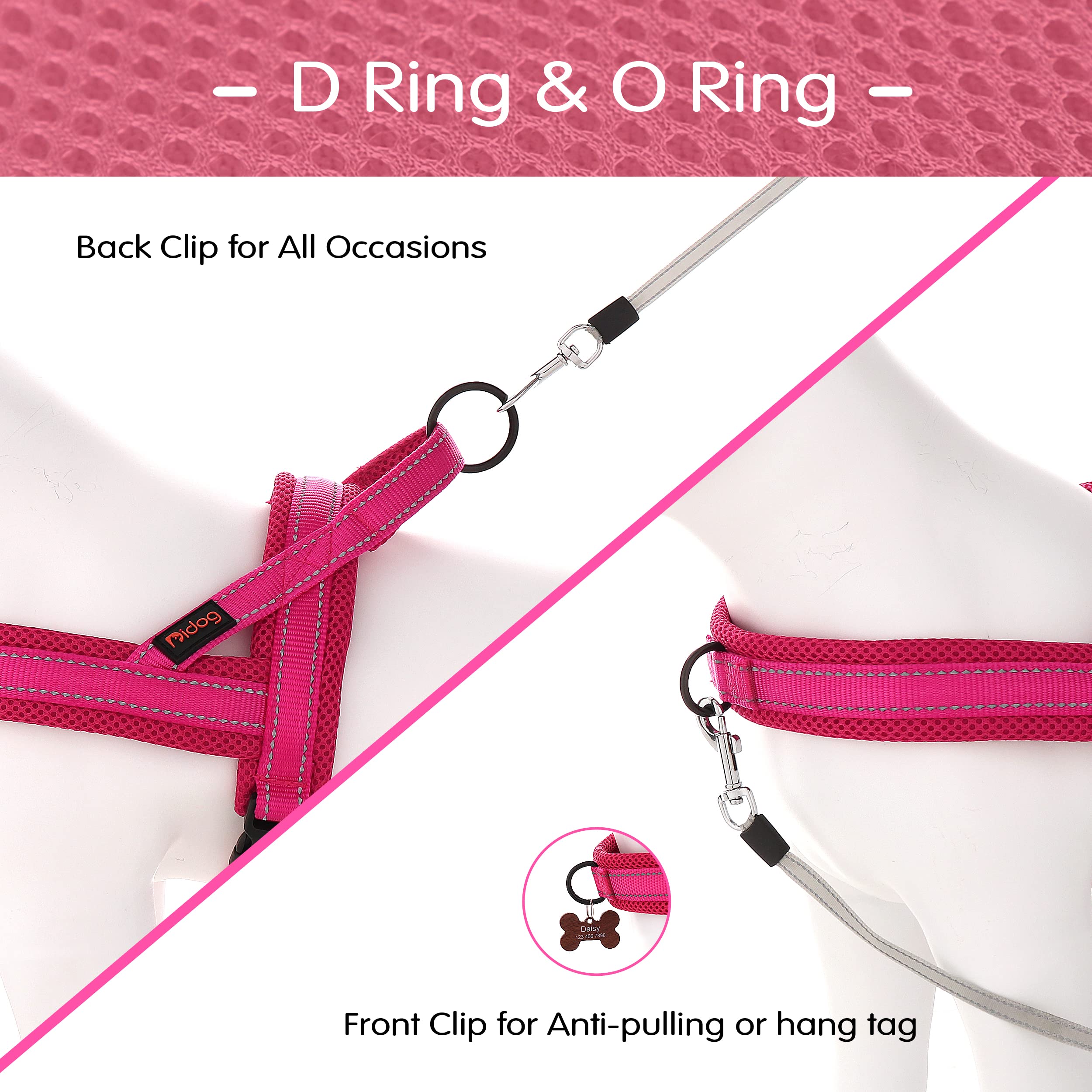Double D-ring robuste pour entraînement sans traction et promenades.