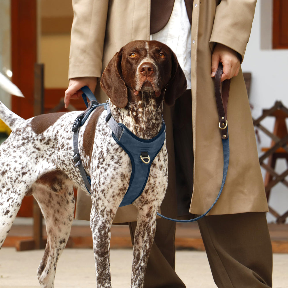 Didog harnais bleu, vue dos, poignée de contrôle pour l’assistance.