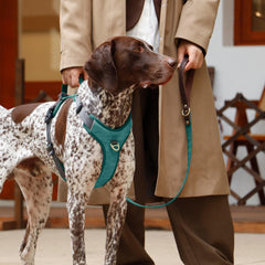 Didog harnais moyen bleu clair avec poignee de contrôle pour assister votre chien.