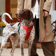 Didog harnais avec poignee securite rouge pour guidage en douceur.
