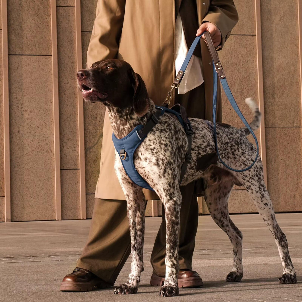 Didog harnais en PU, vue poignée-confort pour aider le chien.