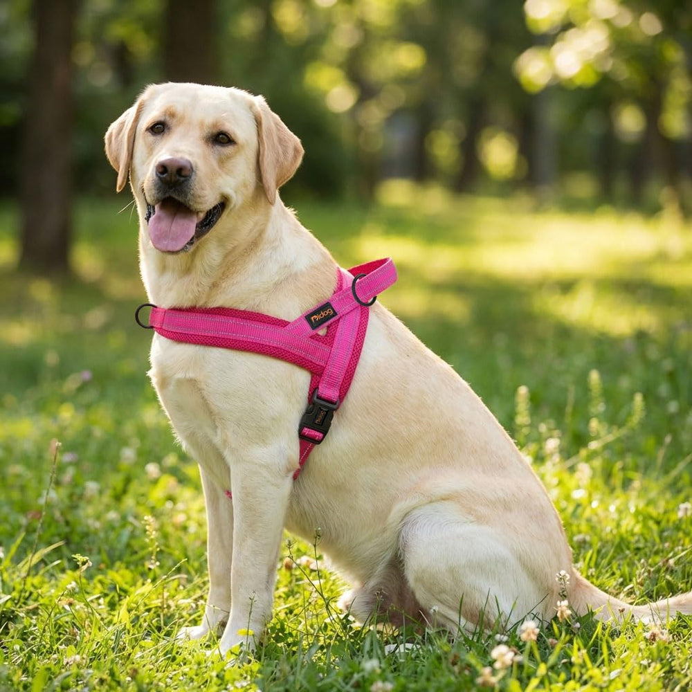 Didog harnais à une boucle pour mise en place rapide lors des sorties.