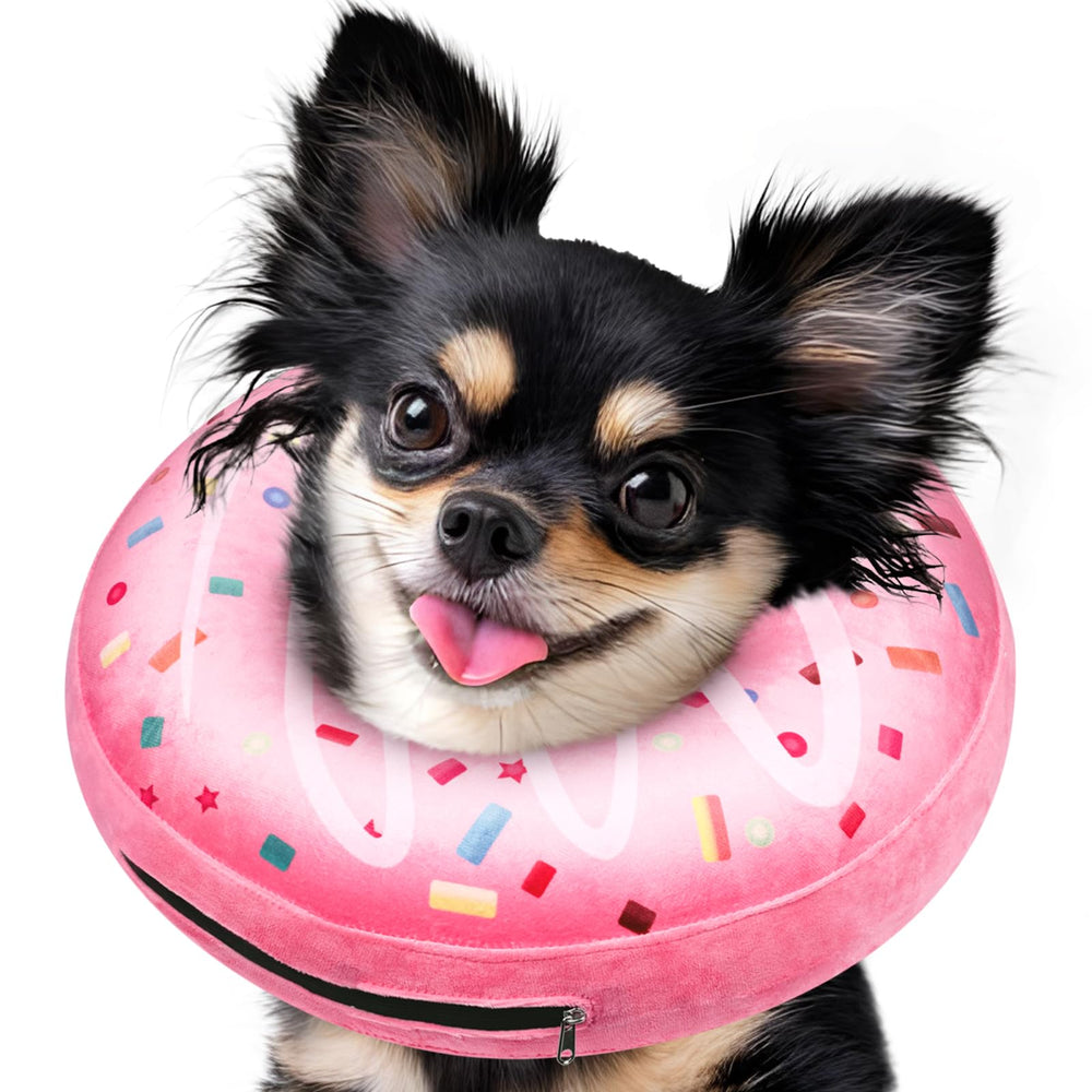 Didopet collier donut gonflable rose sur petit chien, confort post-chirurgie.