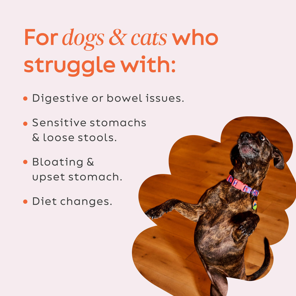 Diggin’ Your Dog Firm Up – dosage simple pour chien et chat, utilisation facile.