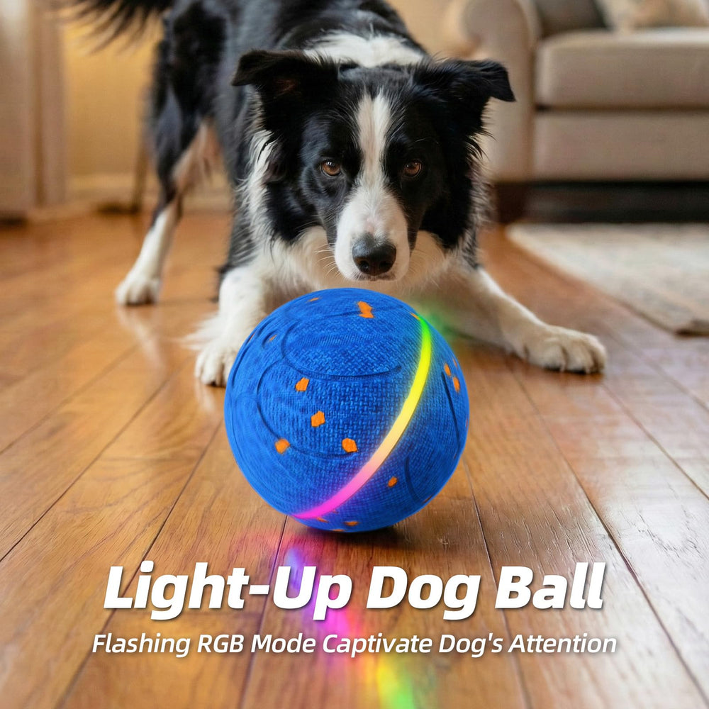 Diman chien courant avec balle en mouvement et interaction.