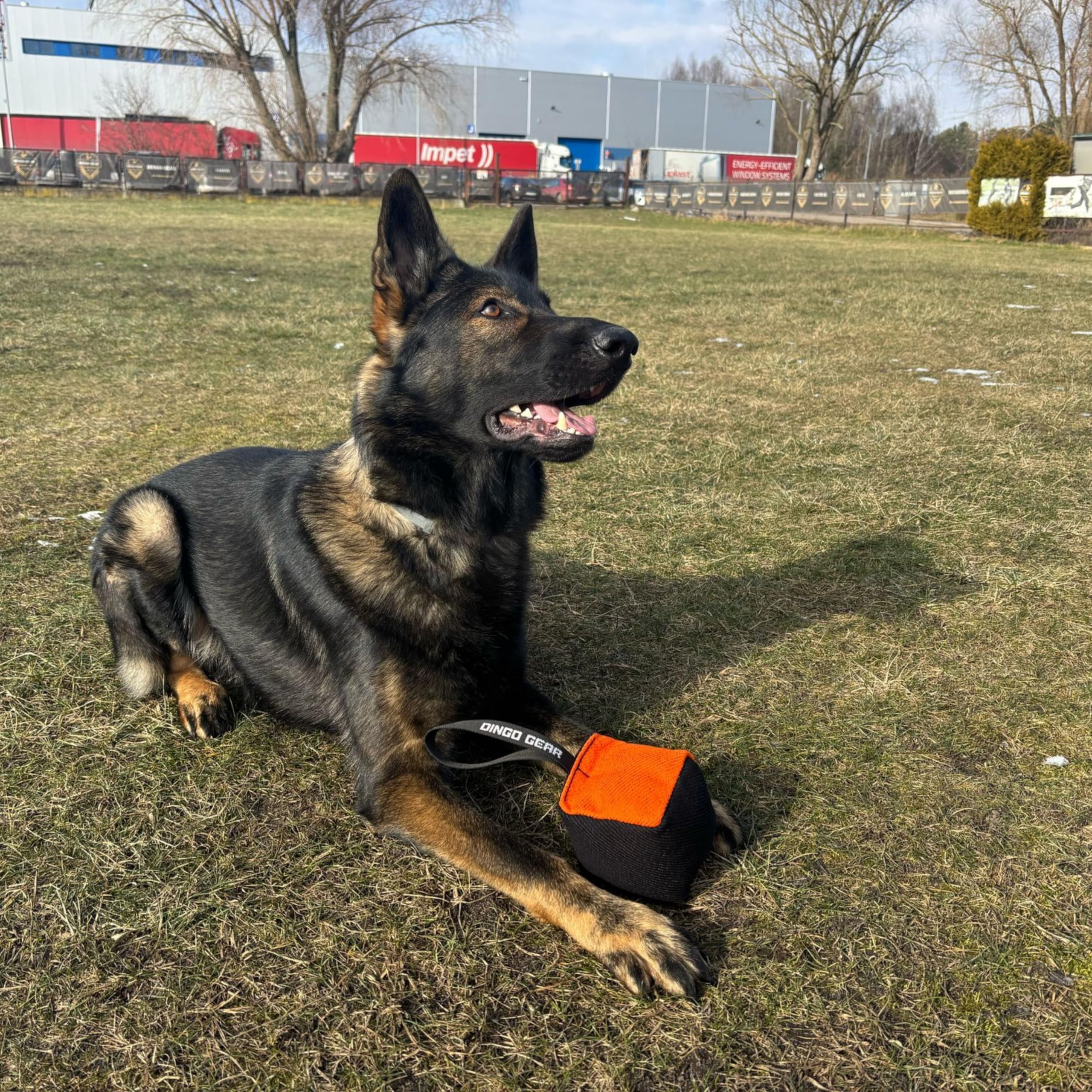Dingo Gear: poignée et ergonomie confortables améliorent le contrôle du chien.
