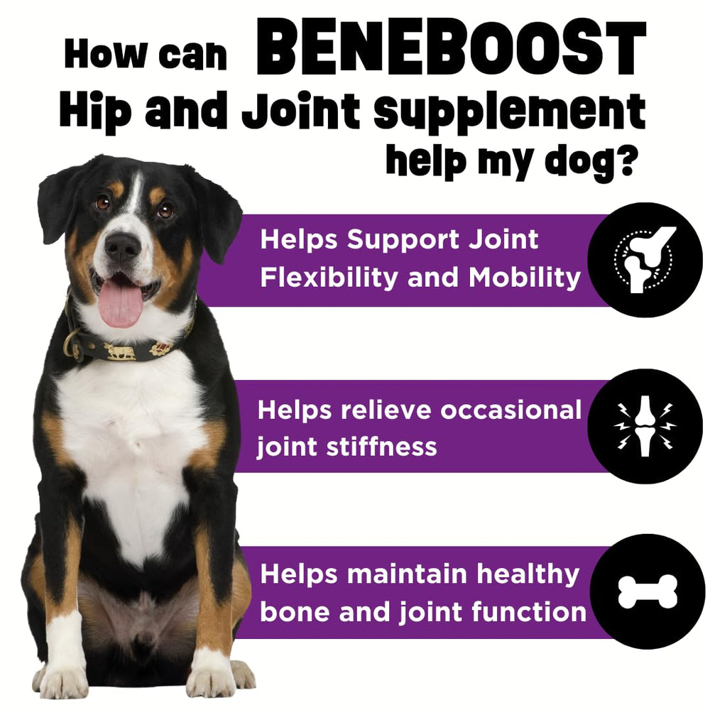 Dinovite BeneBoost assiette-chien et nourriture, plaisir et mobilité.