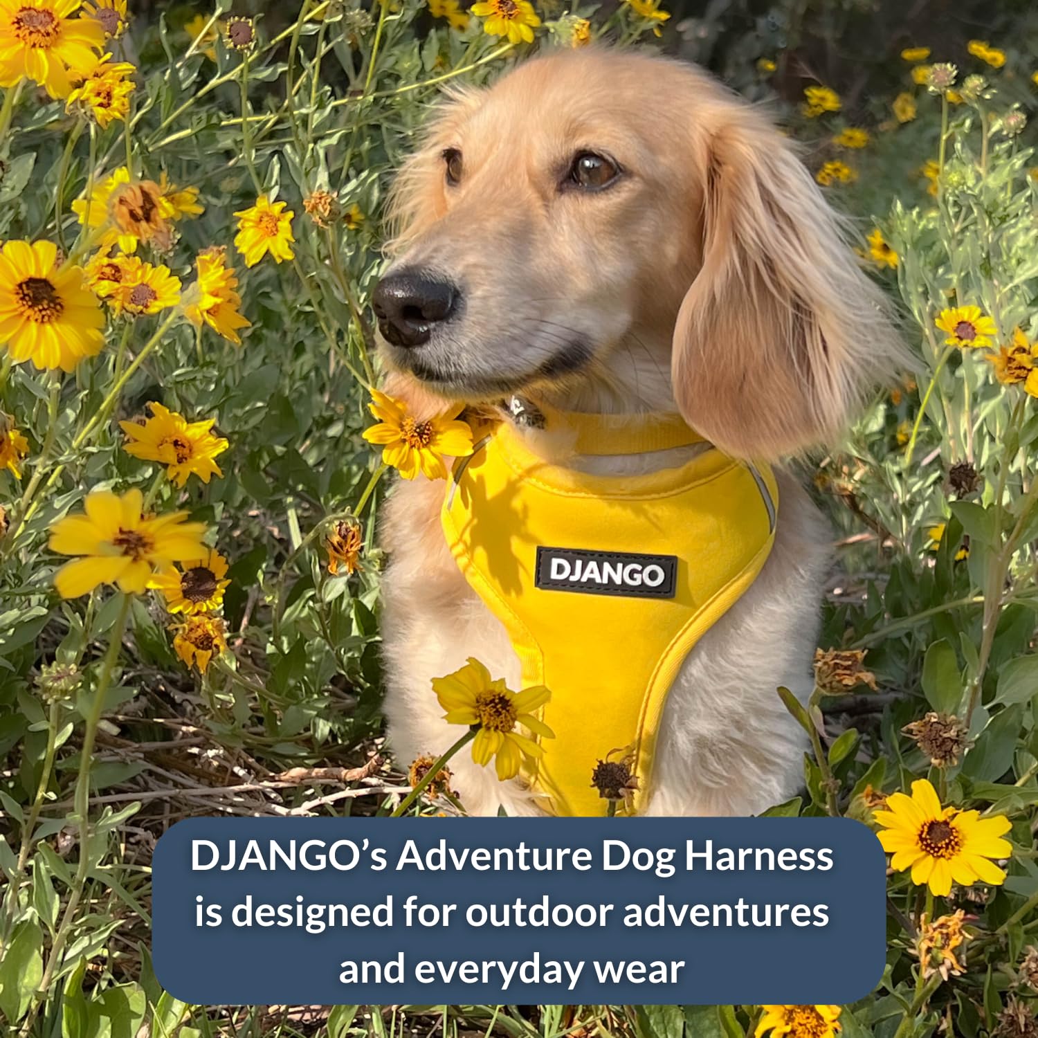 Utilisations quotidiennes avec harnais DJANGO Adventure pour chien moyen.