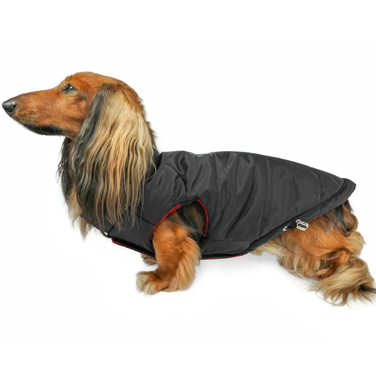 DJANGO manteau réversible pour chien, extérieur solide, idéal pour les sorties hivernales.