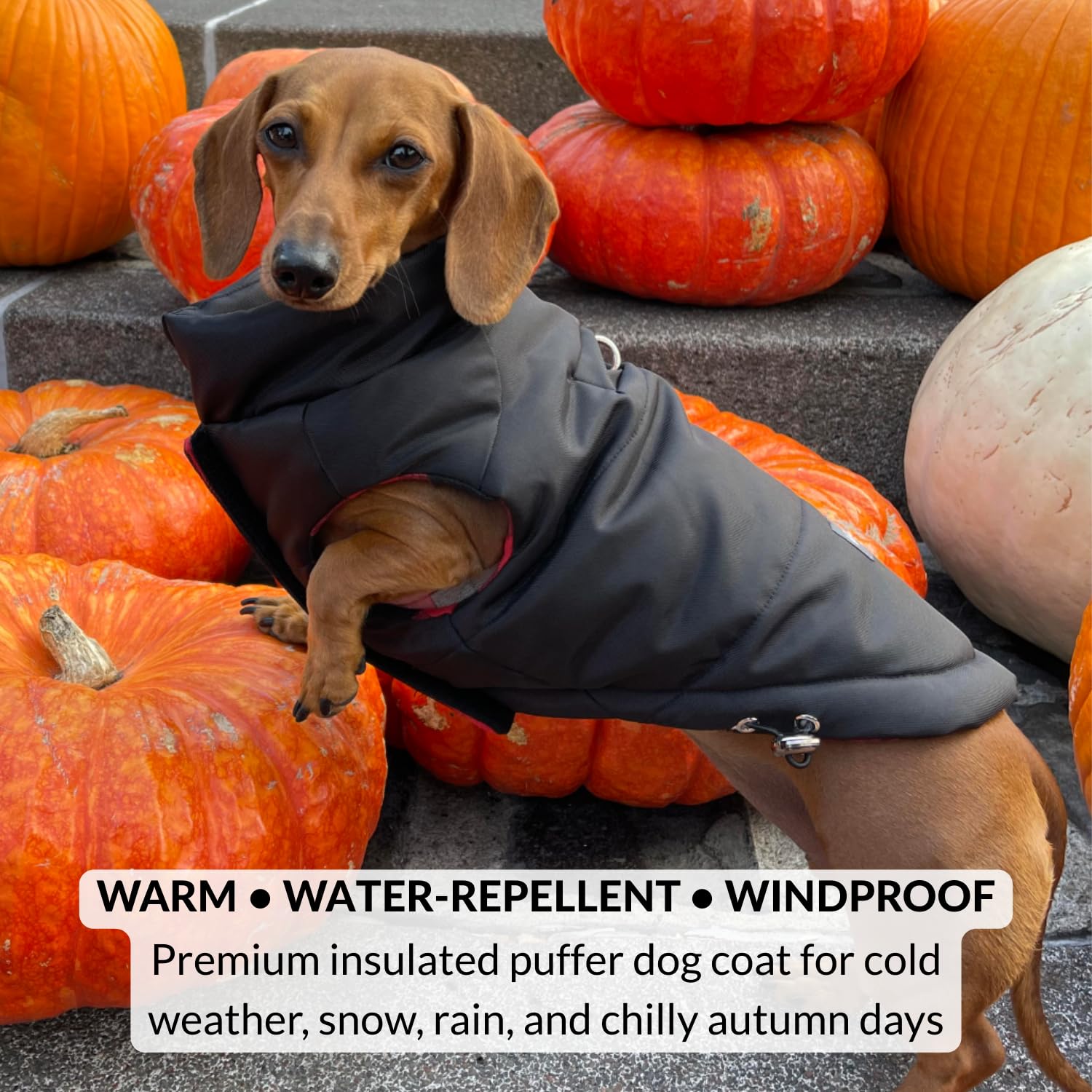 DJANGO manteau chien, doublure intérieure motif plaid, chaleur douce et confort.