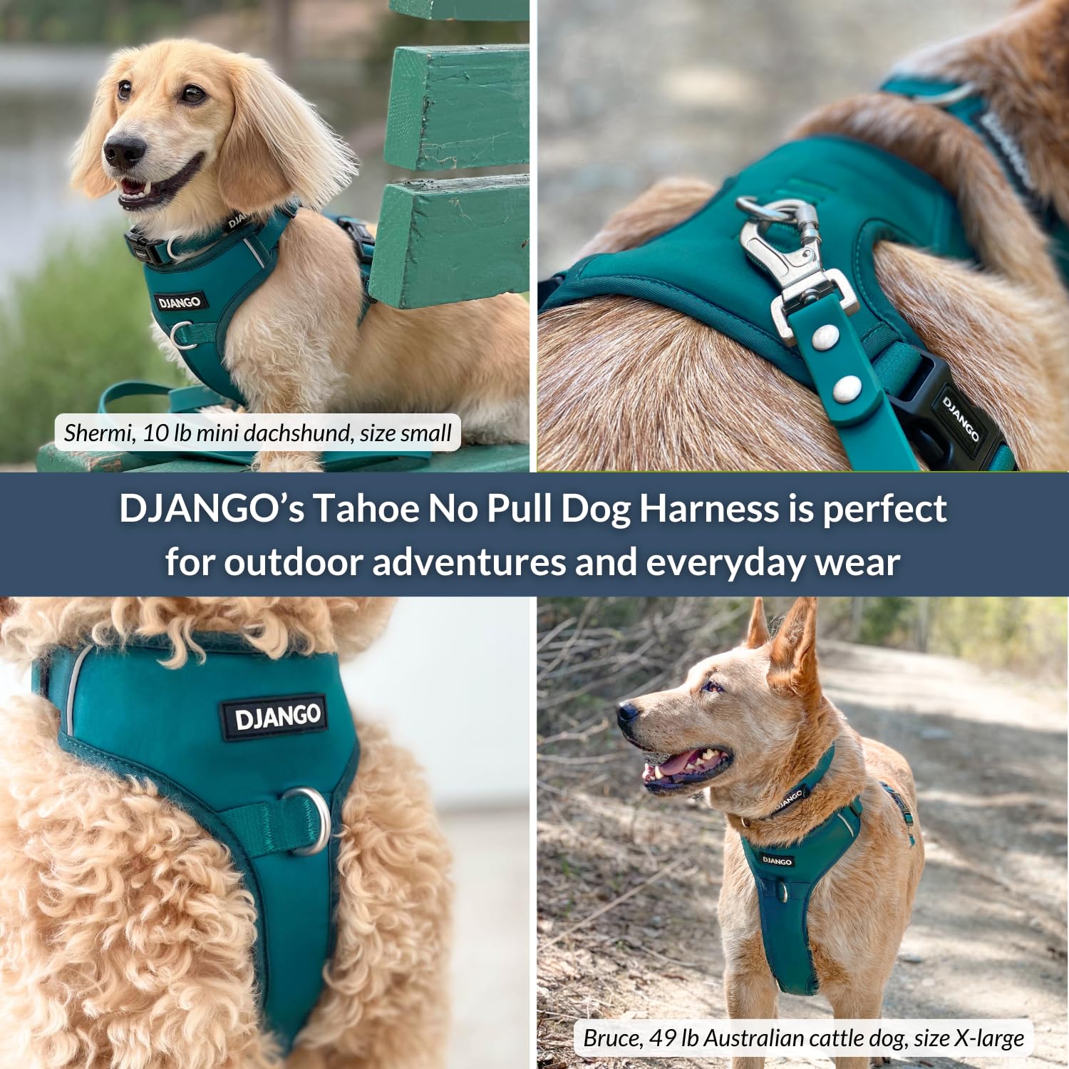 DJANGO Tahoe - anneaux frontaux, guidage anti-traction lors des exercices de marche.