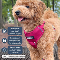 DJANGO Tahoe harnais arrière avec attaches pour leash sûr lors des promenades