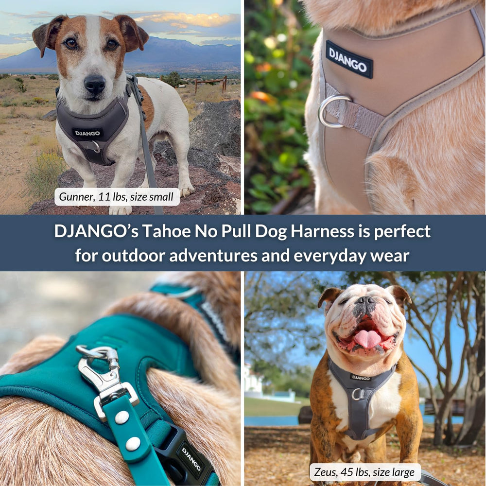 DJANGO Tahoe harnais boucles poitrine faciles accélèrent l’habillage.