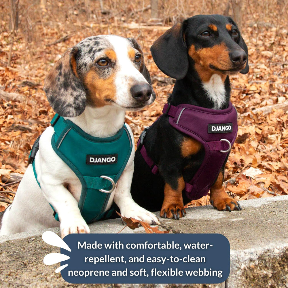 DJANGO Tahoe : adapté pour chiens actifs de petites et moyennes tailles.